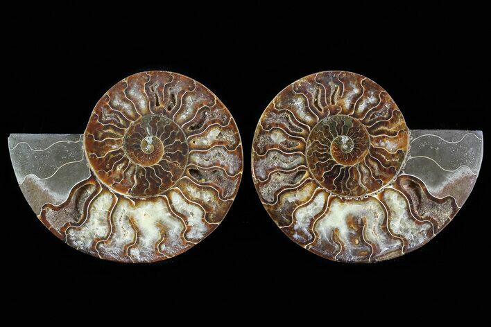 Cut & Polished Ammonite Fossil - Agatized #78586